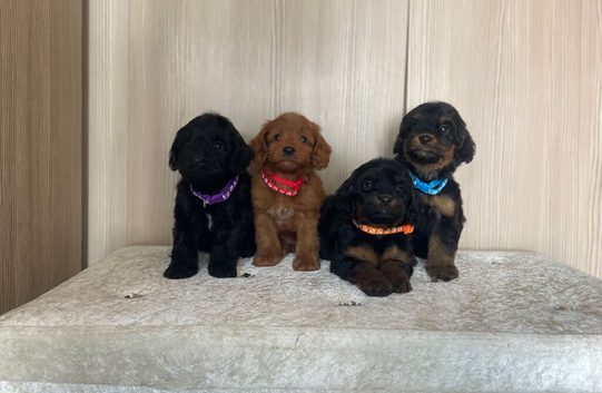 Cockapoos ready next week