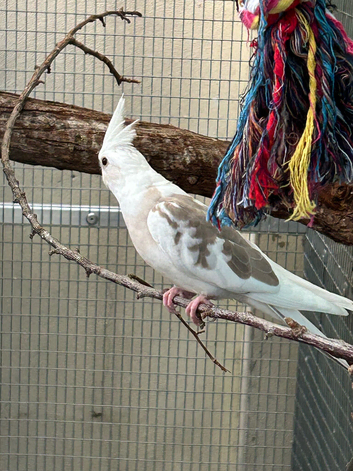 Baby cockatiels pied