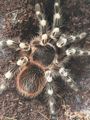 Female Tarantula