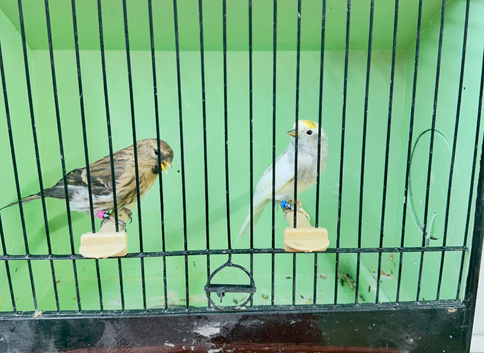 Redpoll Pair - Pied Cock x Normal Split for Pied hen