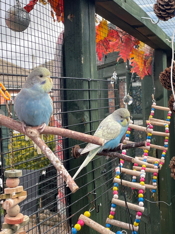 Baby Budgies in York