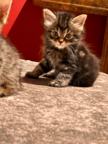 Beautiful little mixed kittens!