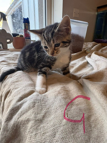 7 kittens ready for their new homes