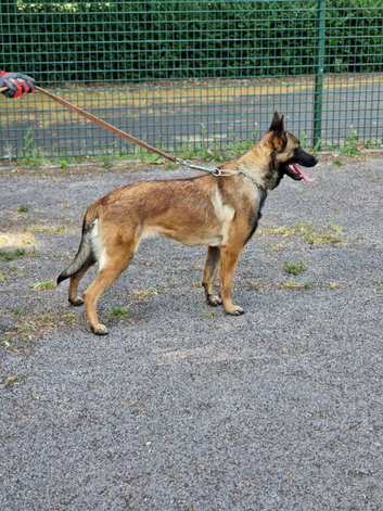 Belgium Shepherd puppies for sale