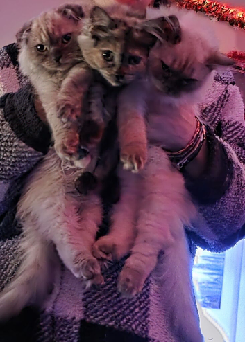Lovely fluffy ragdoll/Scottish fold kittens