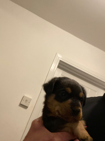 Rottweiler puppy