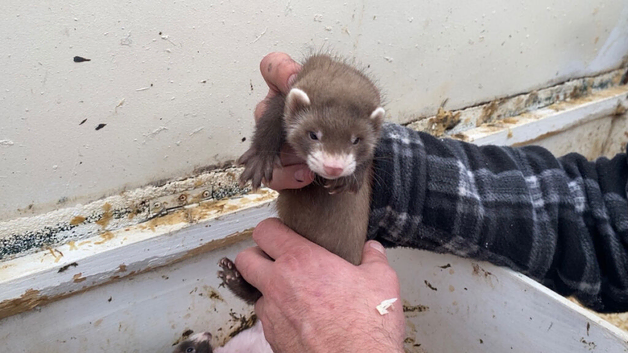 Young tame EU polecats