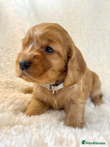 Gorgeous Cocker Spaniel Puppies 2 Boys, 2 Girls