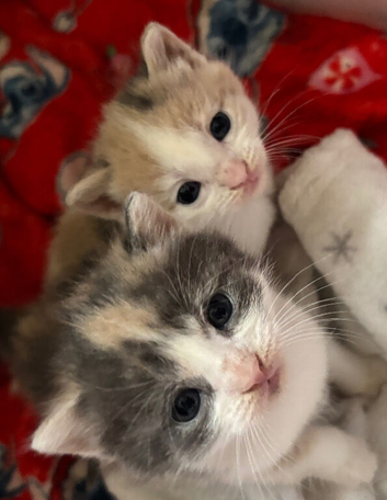 Beautiful kittens