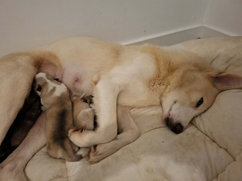 Husky puppies