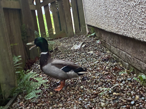 10 month old drake mallard