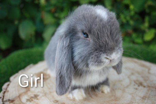 Pure bred mini lop baby rabbits