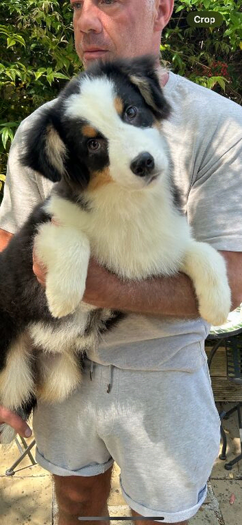 6 month old Australian shepherd boy pup