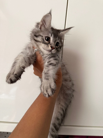 Maine Coone kittens