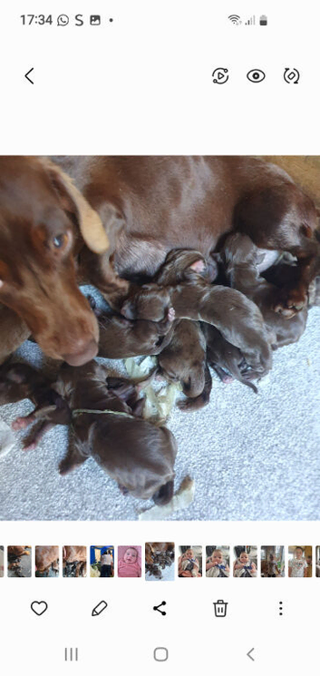 Rare coloured minature dachshund