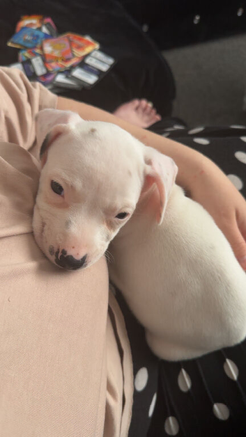 dachound/american bully
