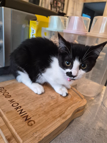Female kitten