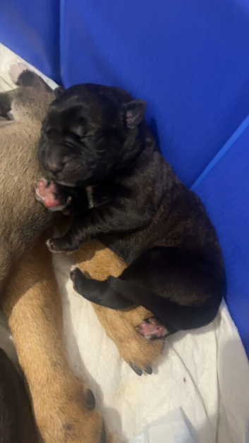 GsdXCane Corso puppies