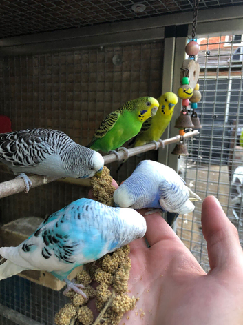 Hand Tamed Budgies For Sale In 4 Colours Going Quick!