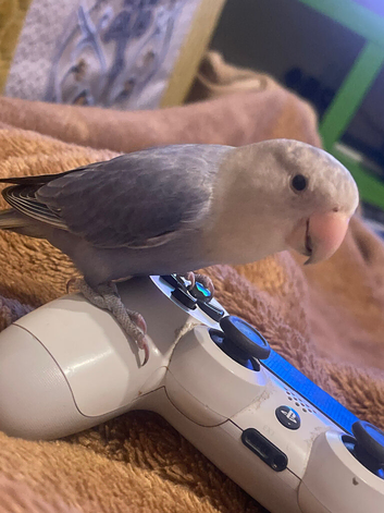 Fully tamed lovebird