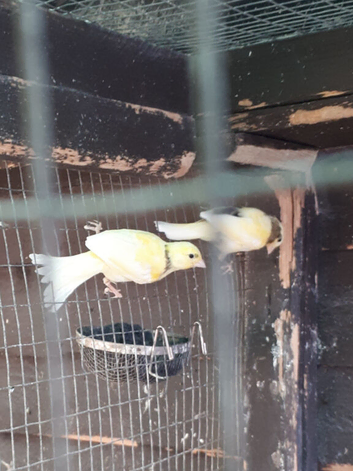 Canaries