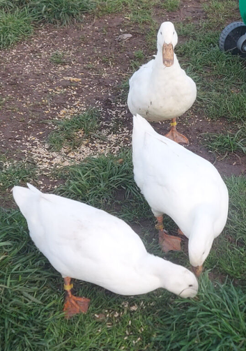 Free to good home 2 x Aylesbury Drakes