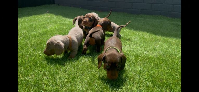 5 miniature dachshund puppies