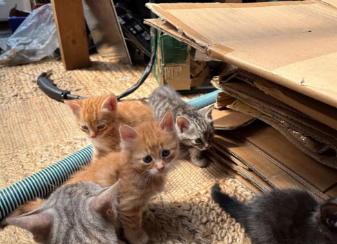 Adorable Bengal Kittens Fully Heath-checked