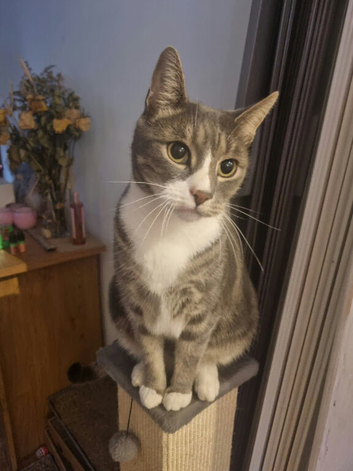 Neutered male bengal cross