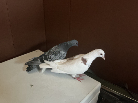 Young bonded pair of pigeons
