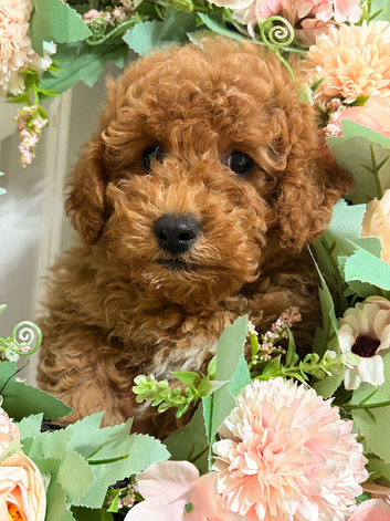 MALTIPOO RED