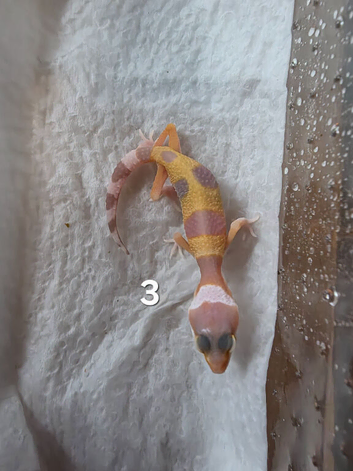 Leopard gecko babies mixed morphs
