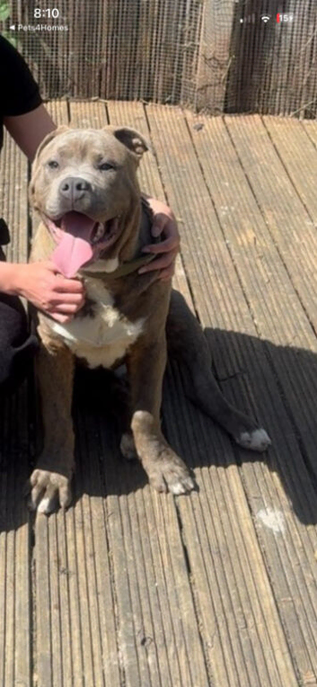 Bullmastiff x staffy
