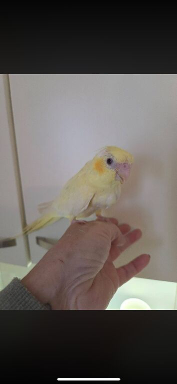 Hand reared cockatiels and conures