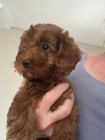 Beautiful f1b Cavapoos puppies