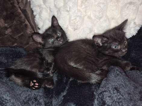 2 girl kittens