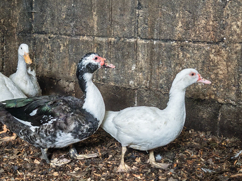 Young Pair Of Muscovies Early 2026 hatch