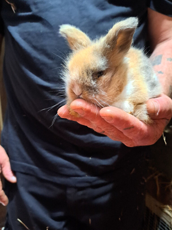 Lion head pure bred rabbits