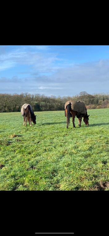 Wanted grazing/livery near Bude, Cornwall