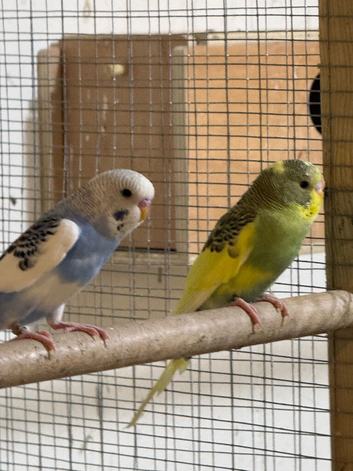 Baby budgies