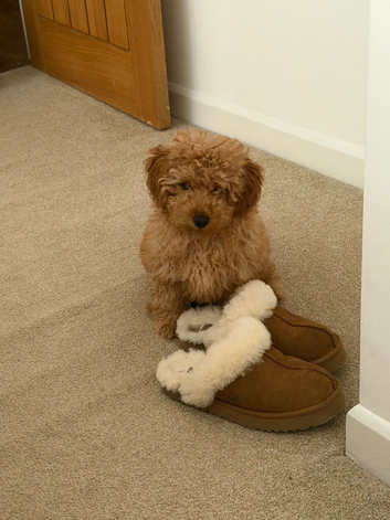 Gorgeous Red Male Maltipoo Puppy &ndash; 5 Months Old &ndash; Fully Vaccinated &ndash; Dunstable