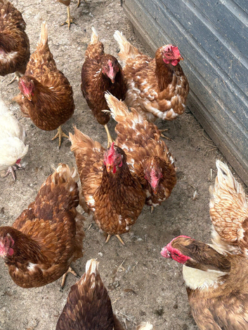 Laying hens