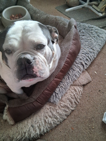 Old thyme english bulldog