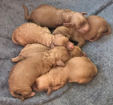 Cavapoos - Early Interest - New Litter
