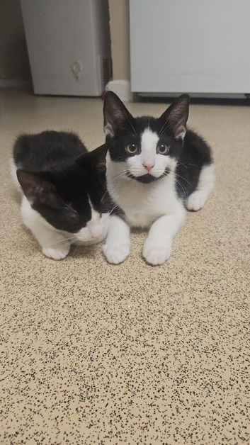 Bkk/white kittens ready to go ASAP  1 BOY 1 GIRL
