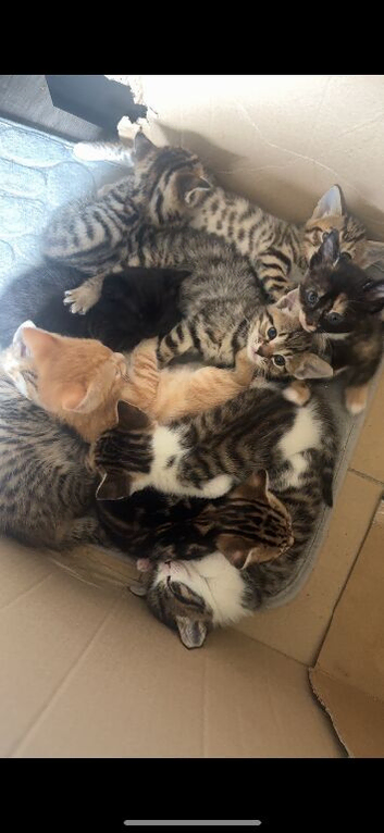Mixed kittens