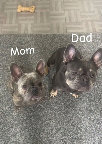 Meet our gorgeous female French bulldogs