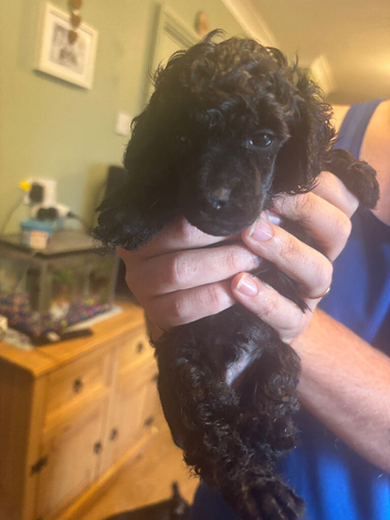 1 female black toy poodle