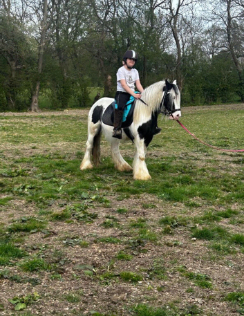 Storm traditional cob gelding