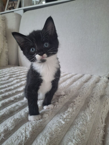 Beautiful, healthy kittens looking for a loving home!